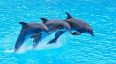 Zakaj dolphins - najpametnejše živali?